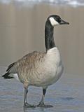 Canada Goose 8