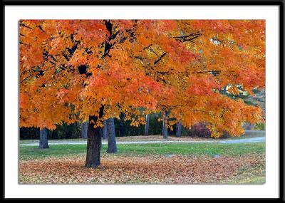 Flaming Orange