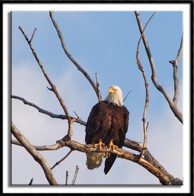 The Nesting Eagles of St. Paul