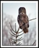 Great Gray Owl