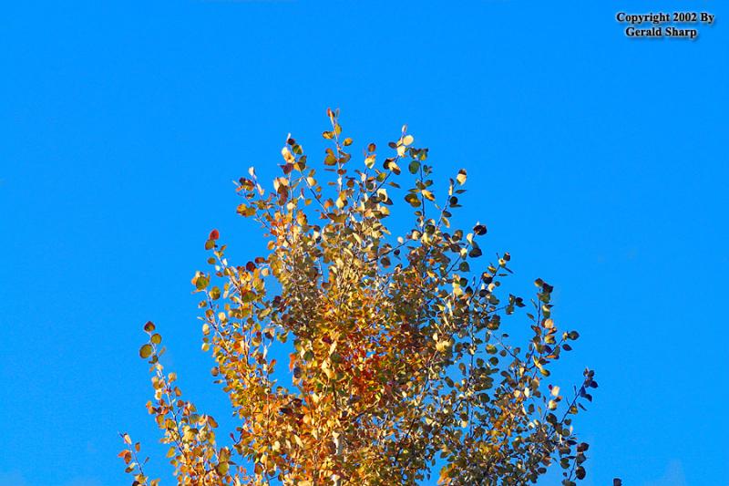 Gold Vs. Blue