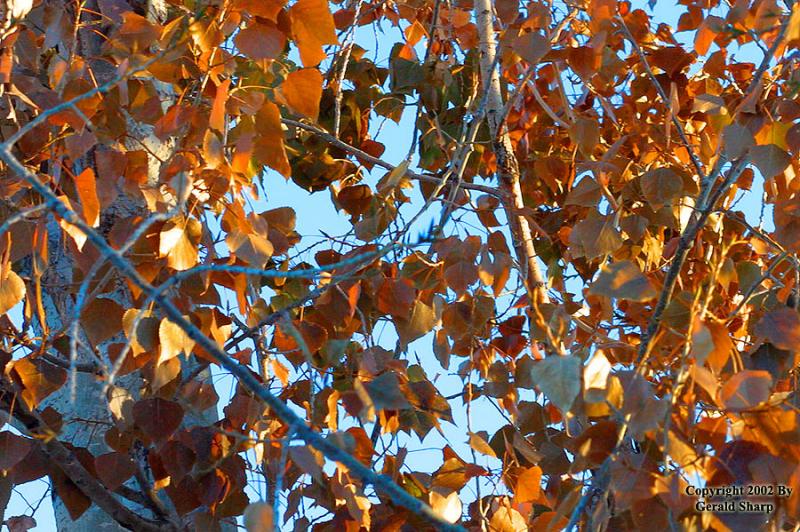 Tangled Fall