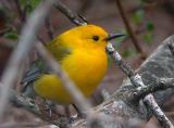 Prothonotary Warbler, Marblehead, Massachusetts, April 2005