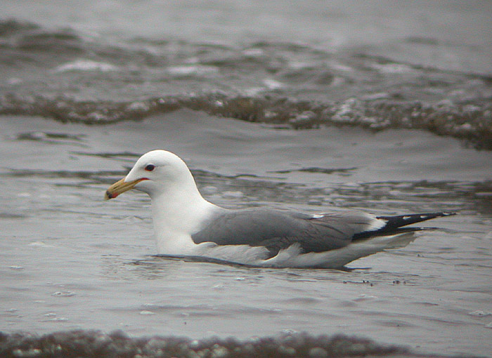 California Gull