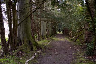 Tree Lined Track.