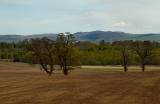 Fields At Methven.