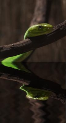 : snake reflected :