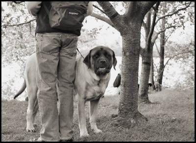 Bigdog