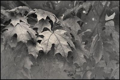 More Leaves