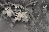 More Leaves