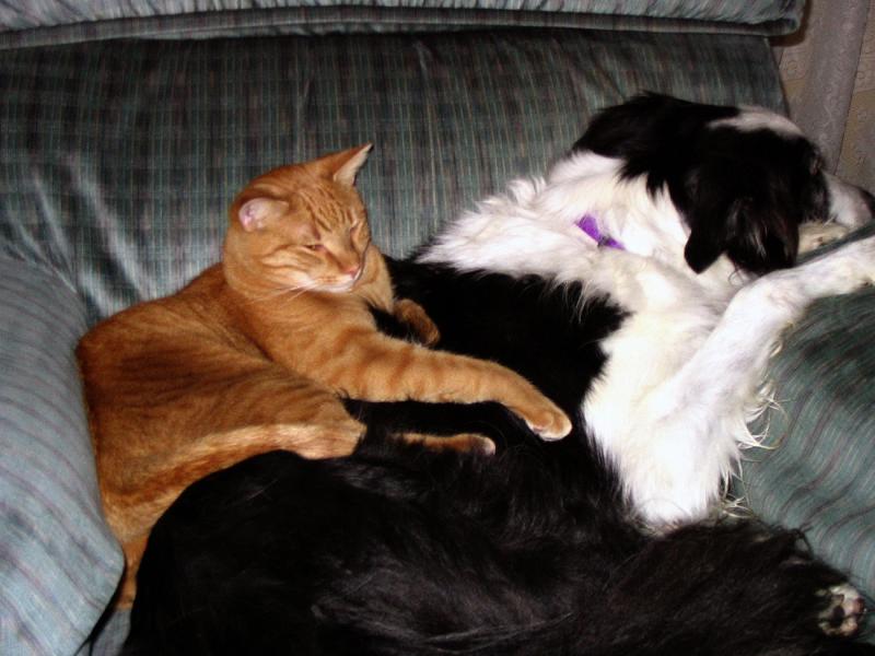 I love the dog.jpg