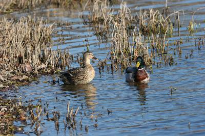 Mallard Pair.jpg