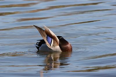 mallard.jpg