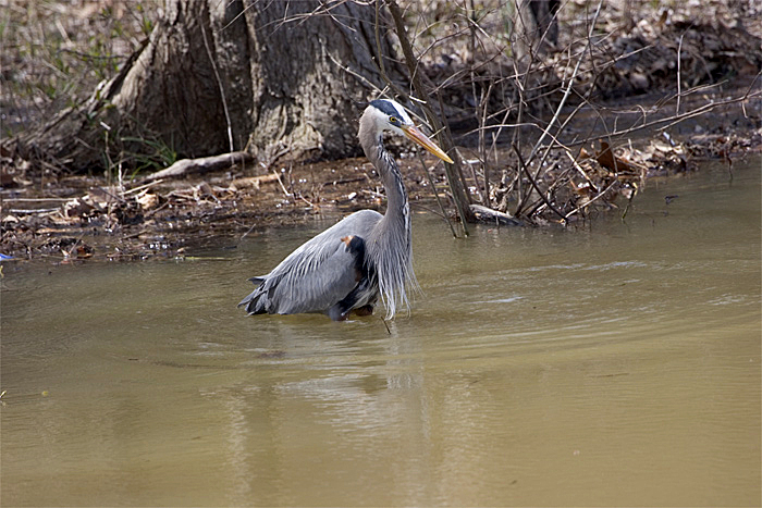 GBH-fishing-2.jpg