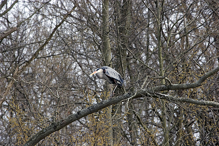 GBH-in-tree.jpg