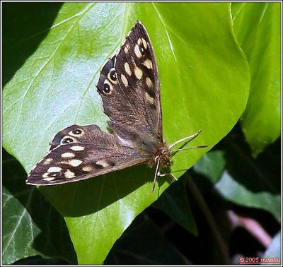 100_3418butterfly 1.jpg