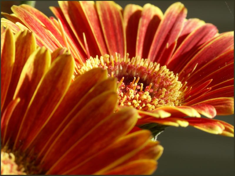 Flowers lit by sunlight through window