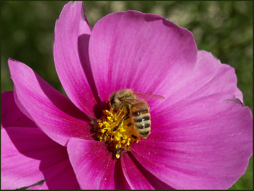 Bee chasing pollen