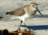 IMG_4524 coast.jpg
