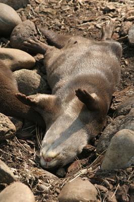 Aonyx cinerea Asian Small-Clawed OtterAziatische kleinklauwotter