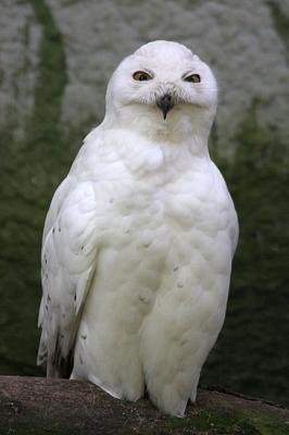 Nyctea scandiacaSnowy Owl Sneeuwuil