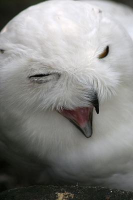 Nyctea scandiacaSnowy Owl Sneeuwuil
