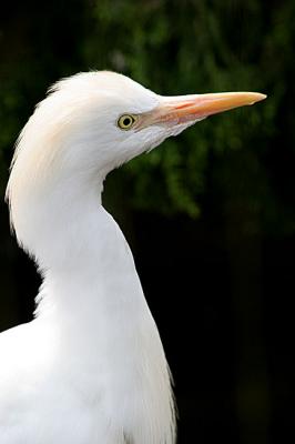 Bubulcus Ibis<br>Cattle Egret<br>Koereiger