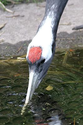 Grus japonensis Red-crowned crane Japanse kraanvogel