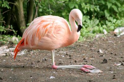 Phoenicopterus chilensis Chilean flamingo Chileense flamingo 