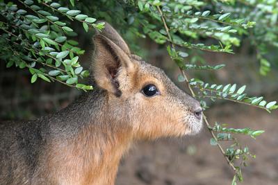 Dolichotis patagonum <br>Patagonian Mara <br>Mara