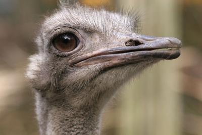 Sruthio Camelus Ostrich Struisvogel