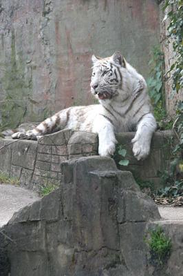 Panthera tigris  White tiger Witte tijger