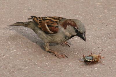 Passer Domesticus Sparrow Huismus