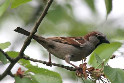 Passer domesticus Sparrow  Huismus 