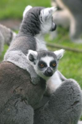 Lemur katta <br>Ring Tailed Lemur<br>Ringstaart Maki 