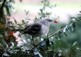 Mimus polyglottos <br>Northern mockingbird <br>Spotlijster