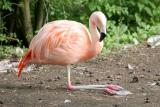 Phoenicopterus chilensis Chilean flamingo Chileense flamingo