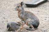 Dolichotis patagonum Patagonian Mara Mara