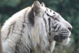 Panthera tigris White tiger Witte tijger