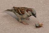 Passer Domesticus <br>Sparrow <br>Huismus