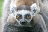 Lemur katta Ring Tailed LemurRingstaart Maki
