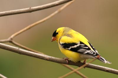 American Goldfinch 1