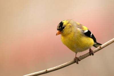 American Goldfinch 2