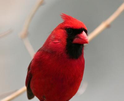 Northern Cardinal