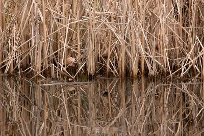 Pond reflection