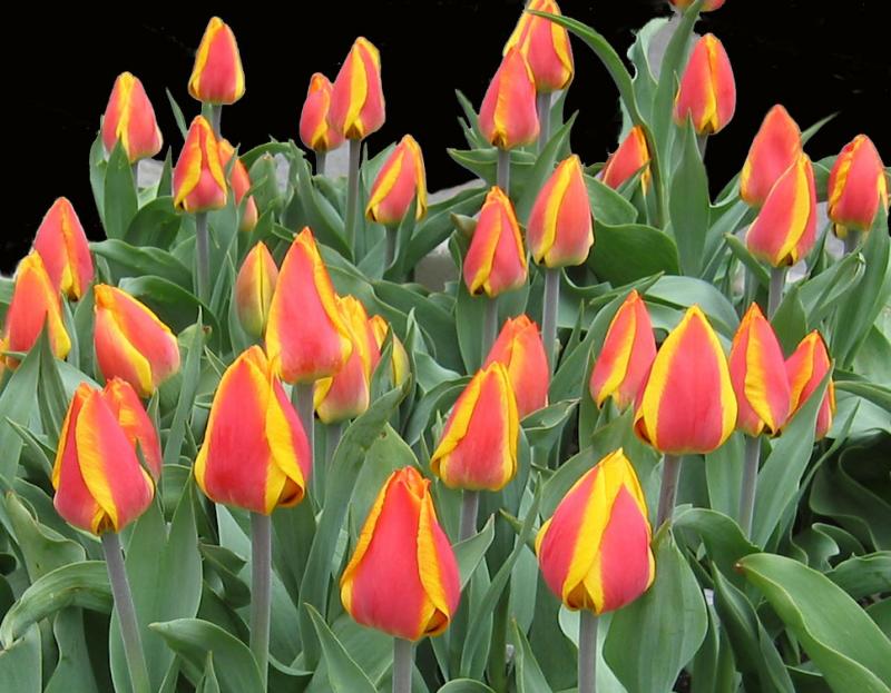 Red  Yellow Tulip Buds NYU