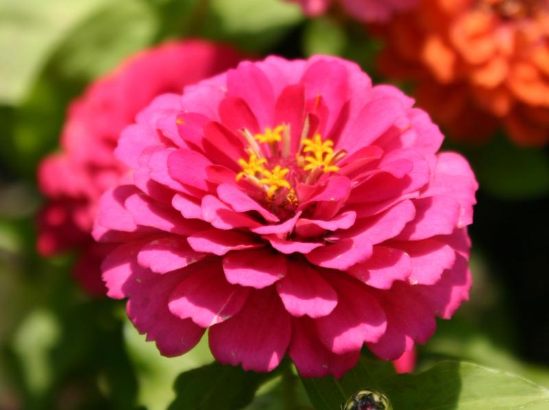 Zinnia