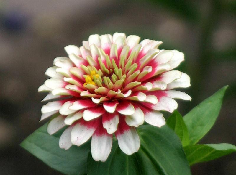 Zinnia