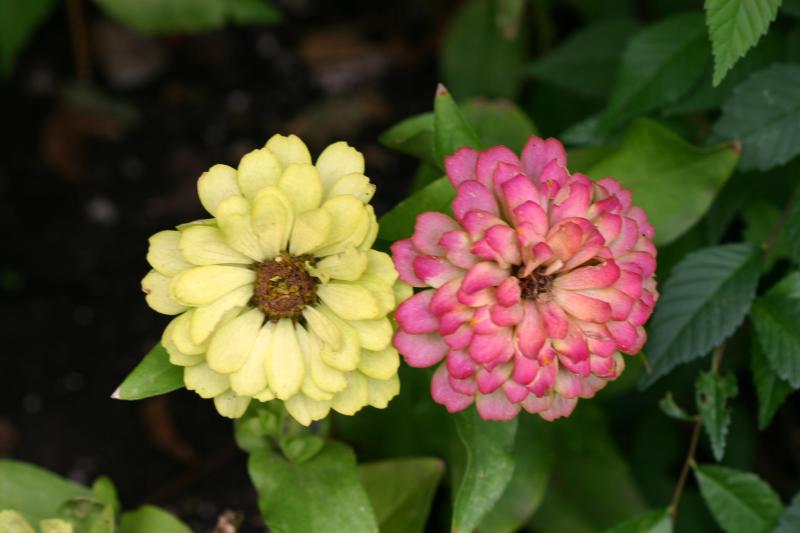 Zinnia