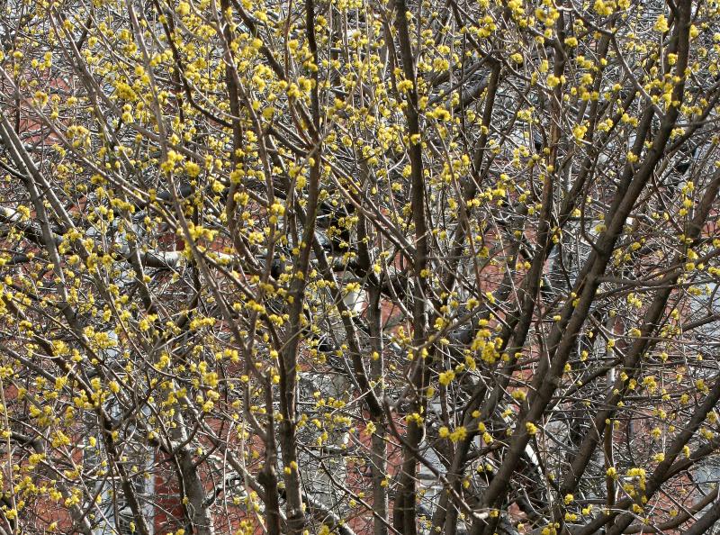 Budding Dogwood Tree